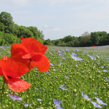 cropped-banner-2.jpg