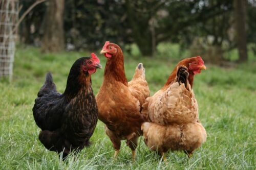 GRIPPE AVIAIRE